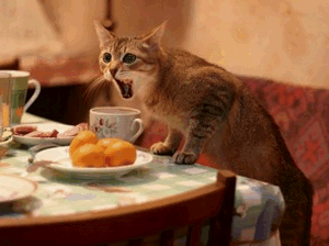 Кошка и мандарины